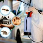 Pest Control Services in Hanford CA