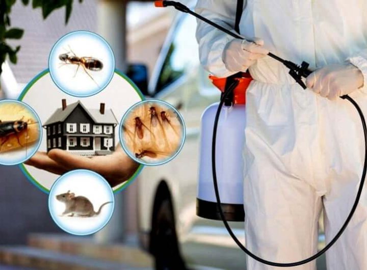 Pest Control Services in Hanford CA